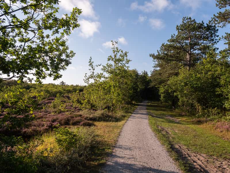 Fietspad door de duinen en de heide op Terschelling