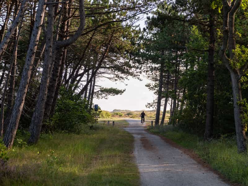 Fietspad door het dennenbos op Terschelling