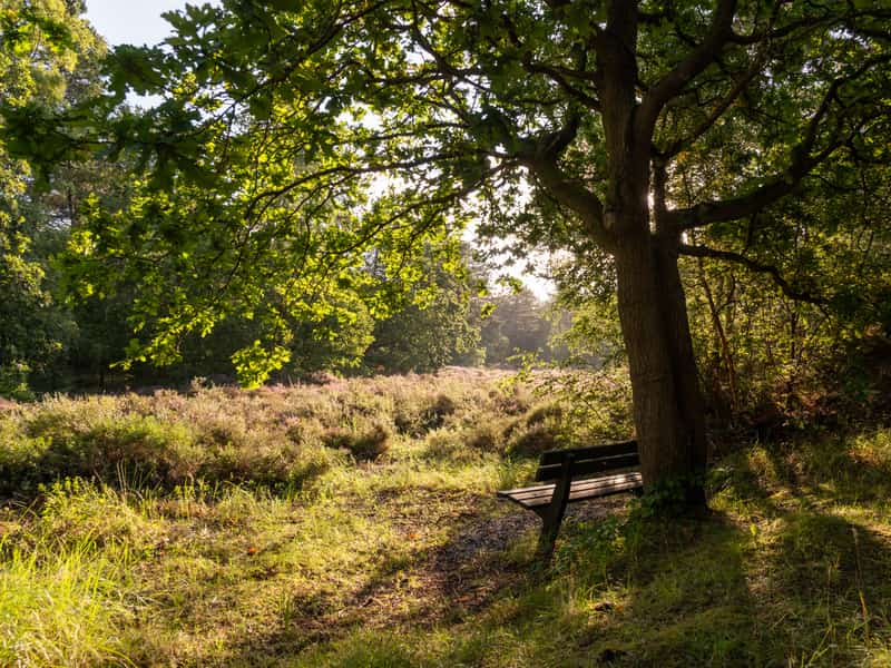 Bankje onder een grote boom langs een wandelpad op Terschelling