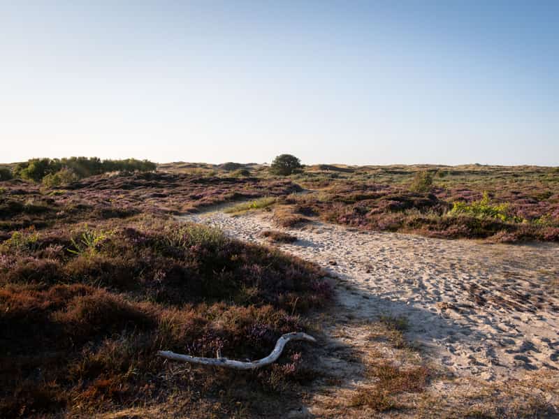 Zandpad door de duinen en de heide op Terschelling