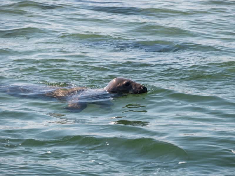 Zwemmende zeehond in de Waddenzee bij Terschelling