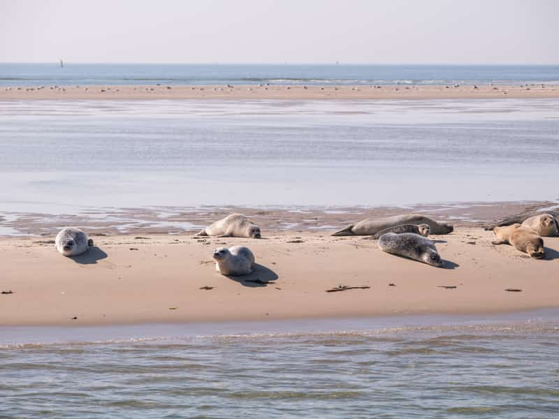 Zeehonden op een zandplaat in de Waddenzee bij Terschelling
